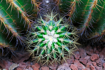 Cactus plants Echinocactus
