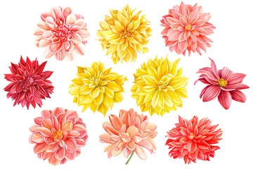 Fototapete Dahlie Satz schöne bunte Blumendahlien, botanische Malerei, Aquarellzeichnung, Illustration, eine große Sammlung blühender Pflanzen auf einem isolierten weißen Hintergrund