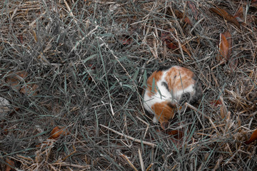 orange baby cat sleeping