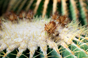 Cactus plants Echinocactus