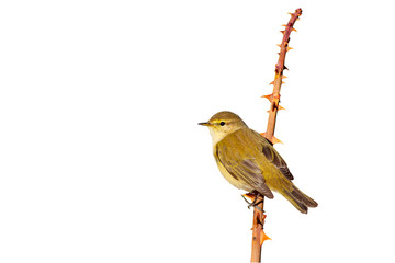 Isolated bird. White background. Willow Warbler.