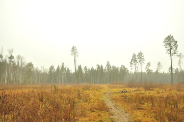 Obraz na płótnie Canvas forest in fog