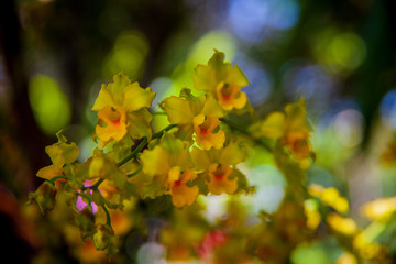 Spring flowers that represent the biodiversity of the Atlantic Forest. Bahia, Brazil.