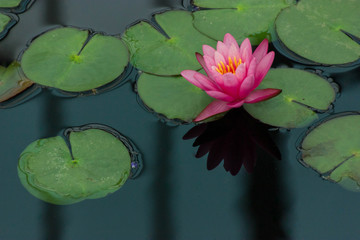Water Lily
