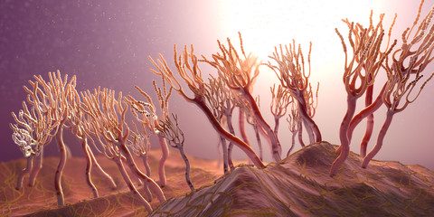 Microscopic illustration of growing molds or mold fungus and spores - 3d illustration © Christoph Burgstedt