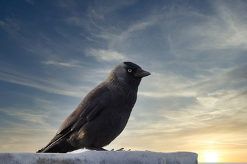jackdaw sitting on a roof at sunset