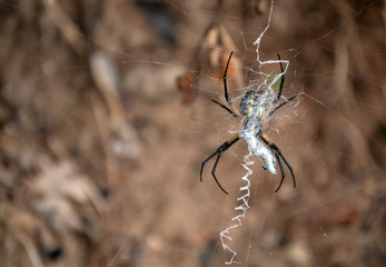 The under side of a black and yellow garden spider as it hangs in its delicately woven web with bokeh background. It is also called a corn spider, writing spider or zipper spider.