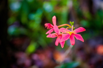Spring flowers that represent the biodiversity of the Atlantic Forest. Bahia, Brazil.