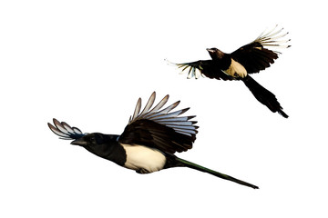 Isolated flying bird. White background. Bird: Eurasian Magpie. Pica pica.