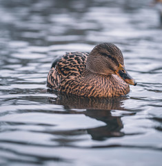 duck in water