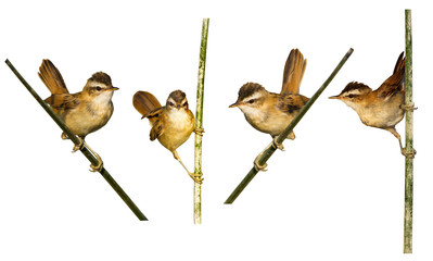 Cute little bird. Isolated bird snd branch. White background. Moustached Warbler. 
