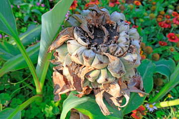Musaceae plants hairyfruit musella flower