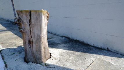 Tree stump on the street, left side