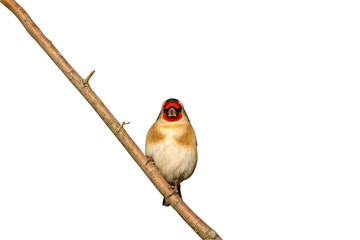 Isolated bird. White background. European Goldfinch. Carduelis carduelis.