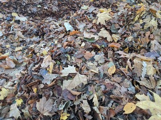 Ein großer Haufen buntes Herbstlaub