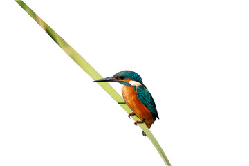 Colorful bird Kingfisher. Isolated bird and branch. White background. Common Kingfisher. Alcedo atthis.