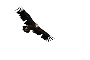 Flying vulture. Isolated bird. White background. Griffon Vulture. Gyps fulvus.