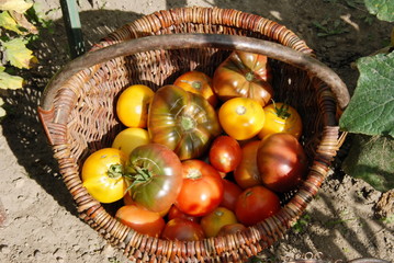 Panier en osier rempli de tomates, variétés multiples, récolte du jour, France