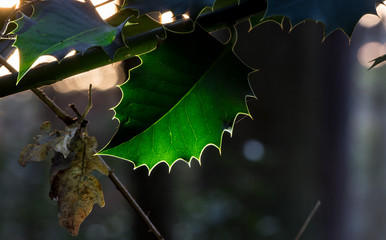 leuchtendes Blatt einer Stechpalme im Wald