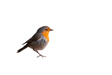 Isolated bird. Cute bird robin. White background. European Robin. Erithacus rubecula.
