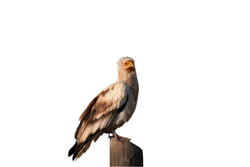 Isolated vulture. Bird: Egyptian Vulture. Neophron percnopterus. White background.