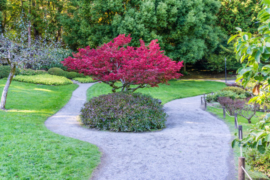 Red Tree And Path