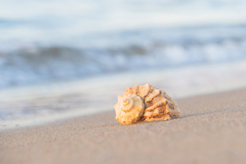 beautiful shell lies on the beach, next to the azure water of the sea