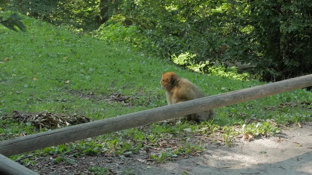 The aggressive wild monkey male magot macaque screams in forest