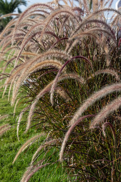 bush of spikelets of pennisetum in the park on the grass against a blue sky