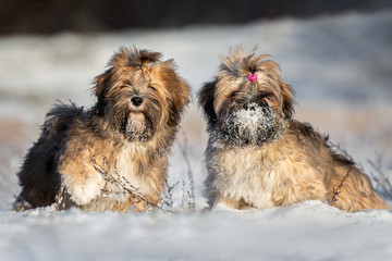 adorable lhasa apso puppy standing and holding paw up outdoors in winter