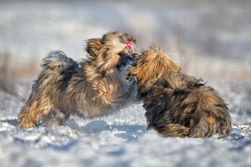 two lhasa apso puppies playing outdoors in winter together