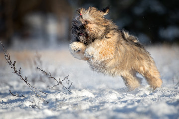 happy lhasa apso puppy running in winter in the snow