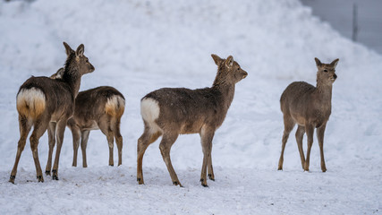 Brown Reindeer With Winter Landscape 