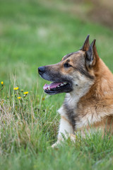 portrait of happy dog