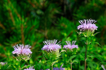 Monarda didymaL in a park