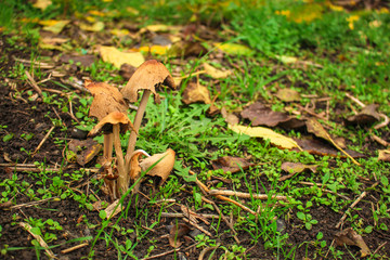 mushrooms in the meadow (forest, edible or inedible species of mushroom) concept. food background. copy space. Top view