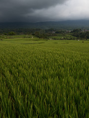 Indonesia, november 2019: Jatiluwih Rice Terrace Bali
