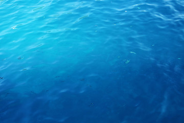 Fototapeta na wymiar blue sea with small striped fish as a background