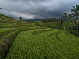 Fototapeta na wymiar Indonesia, november 2019: Jatiluwih Rice Terrace Bali