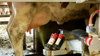 Robotic cow milking machine disinfection udder spray and mammary glands breast teats, intelligent...