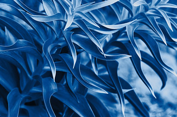 Natural background of leaves close-up. Tropical leaves. Toned blue.