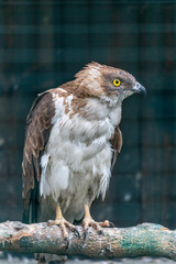 Close up of Honey buzzard, in Latin Pernis apivorus, selective focus, behind blurred metallic fence