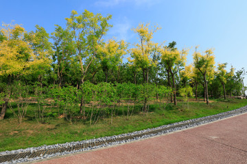 Green plants on the hillside