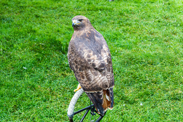 Aguila