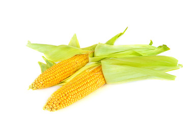 Fresh ears of sweet corn isolated on white background.