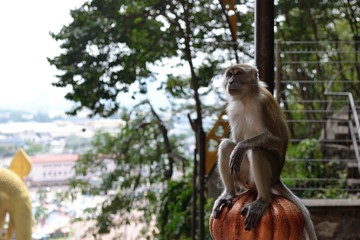 Monkey meditation