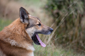 Fototapeta premium dog yawns
