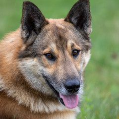 portrait of happy dog