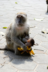 Monkey mother and child eating bananas