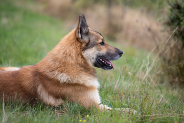 portrait of happy dog